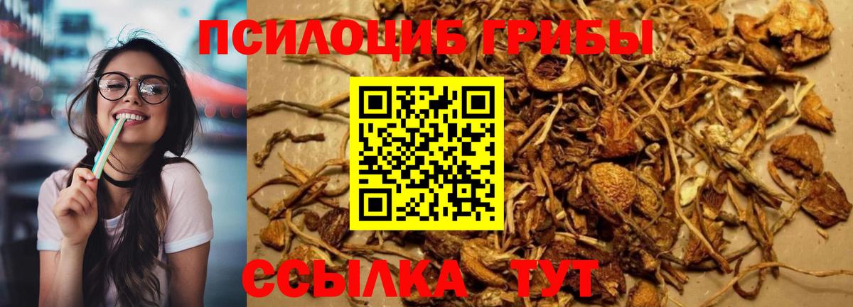 Псилоцибиновые грибы Psilocybine cubensis  Вход с VPN  Елизово 